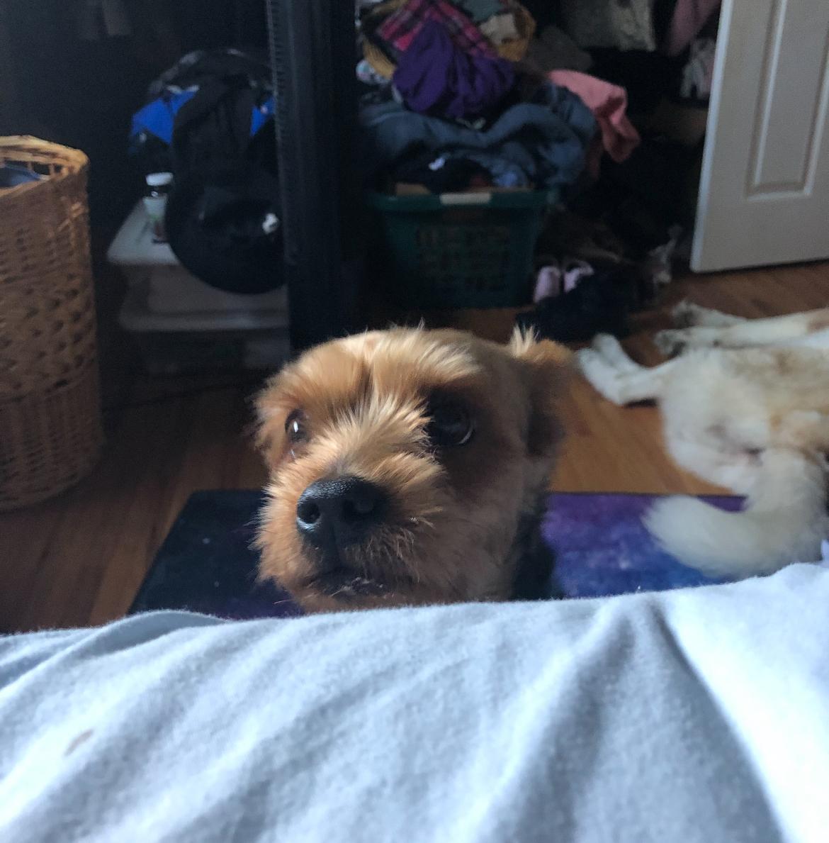 Enlarge Thomas, a Adopted Yorkshire Terrier in Colmar, PA image 4/6