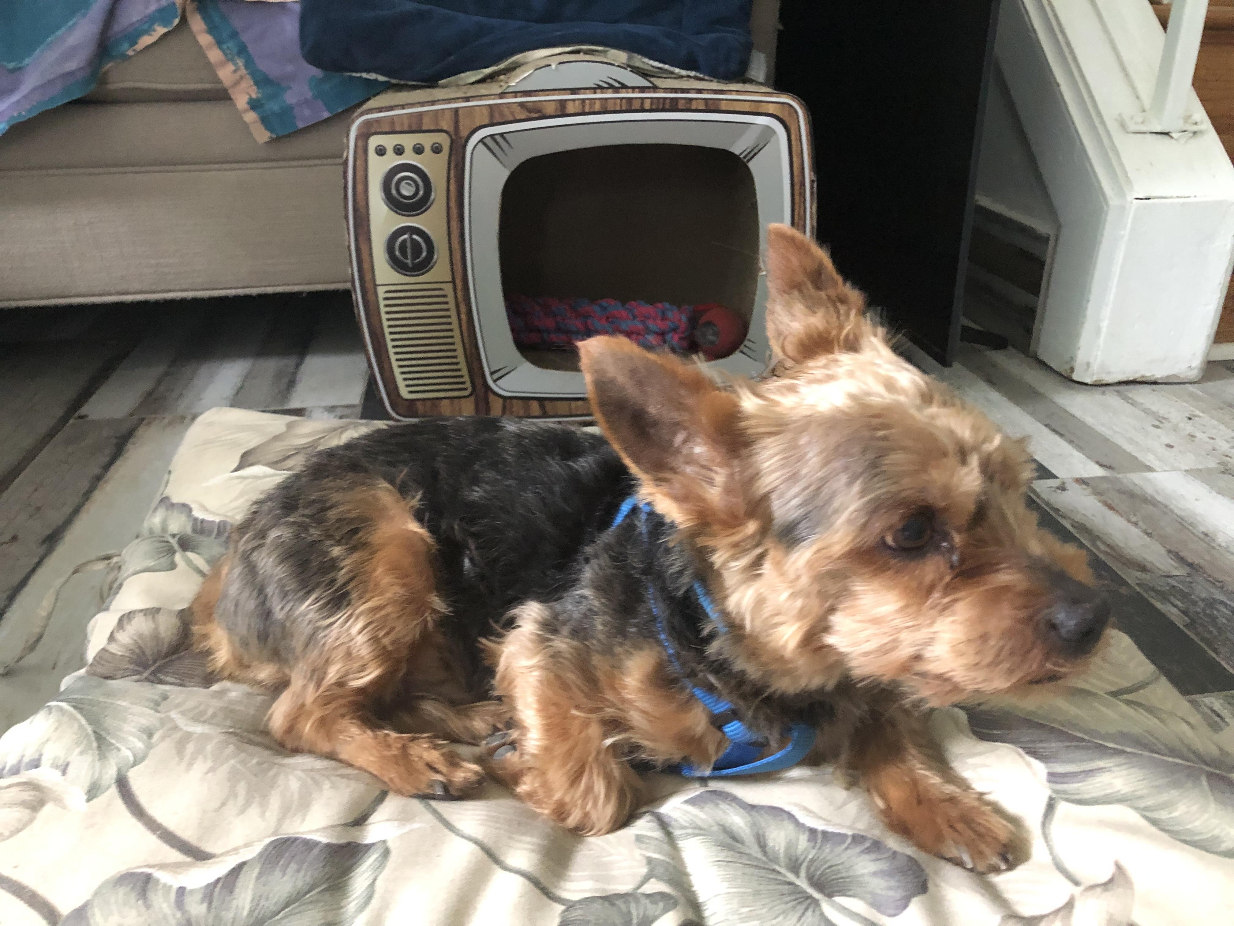 Enlarge Thomas, a Adopted Yorkshire Terrier in Colmar, PA image 5/6