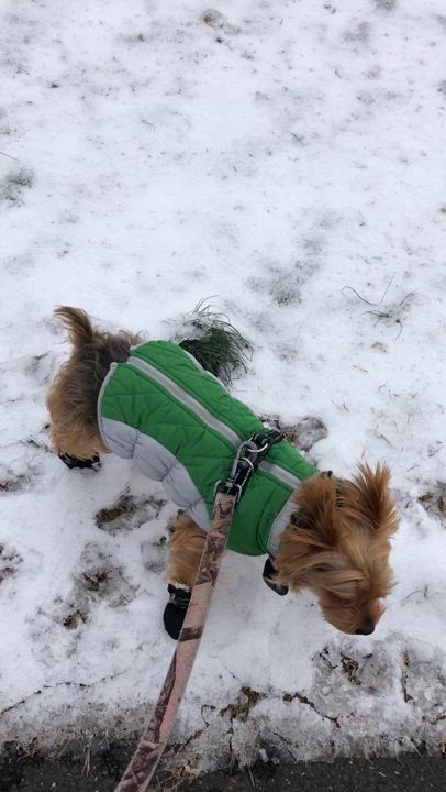 Enlarge Thomas, a Adopted Yorkshire Terrier in Colmar, PA video 6/6