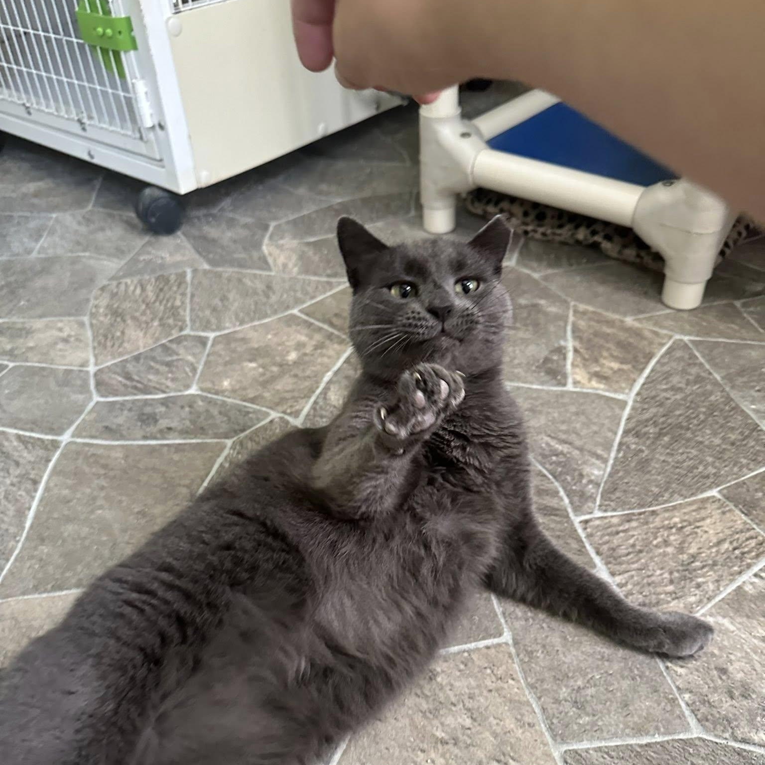 Harper, a Adoptable Domestic Short Hair in Albany, NY image 2/4