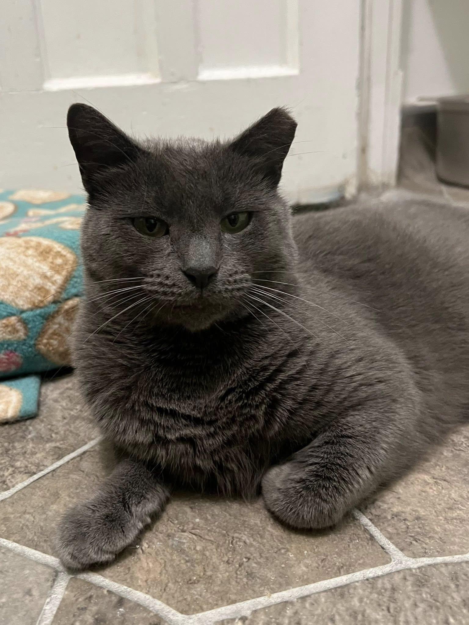 Harper, a Adoptable Domestic Short Hair in Albany, NY image 1/4