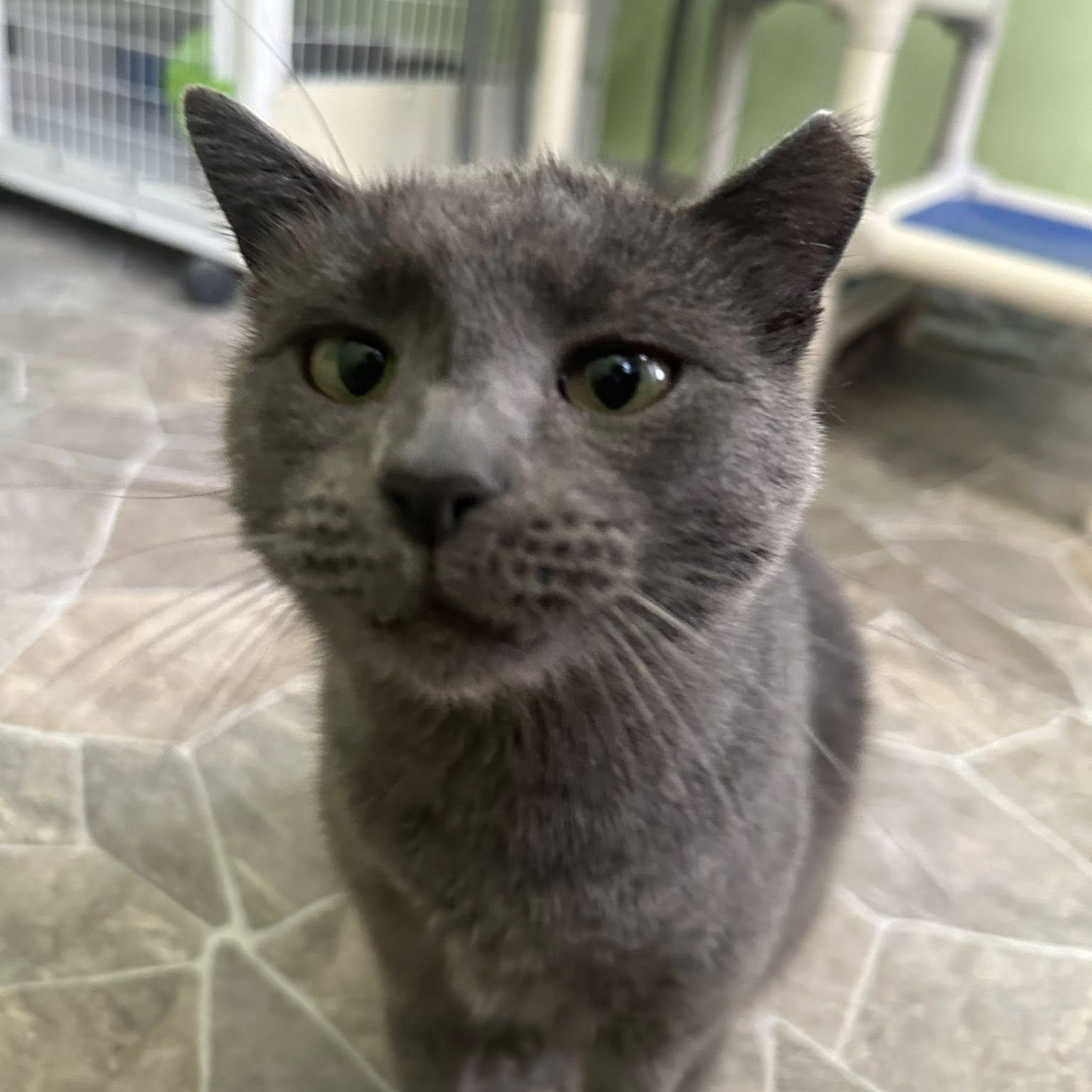 Harper, a Adoptable Domestic Short Hair in Albany, NY image 3/4