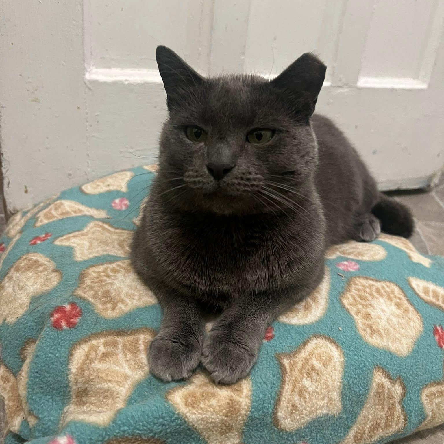 Harper, a Adoptable Domestic Short Hair in Albany, NY image 4/4