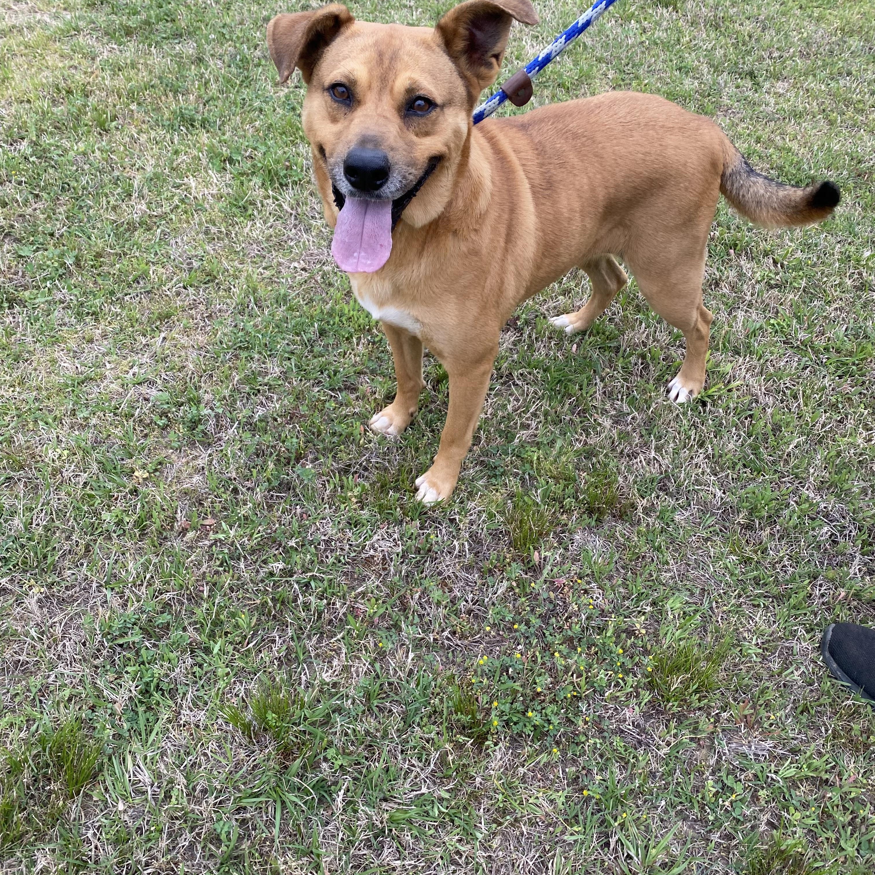 Bella, Adoptable, Young Female Labrador Retriever.