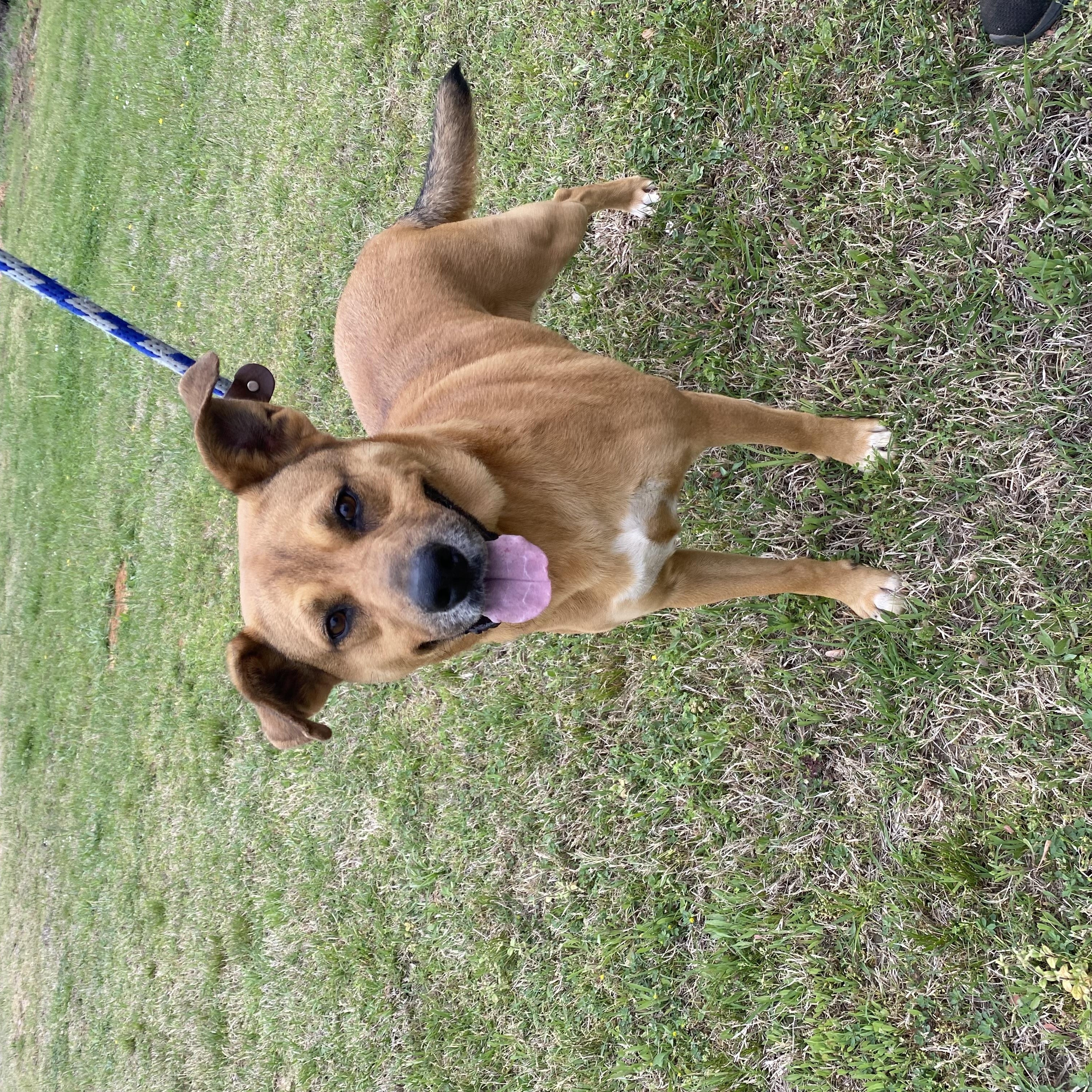 Enlarge Bella, a Adoptable mixed breed in Pembroke, MA image 2/4
