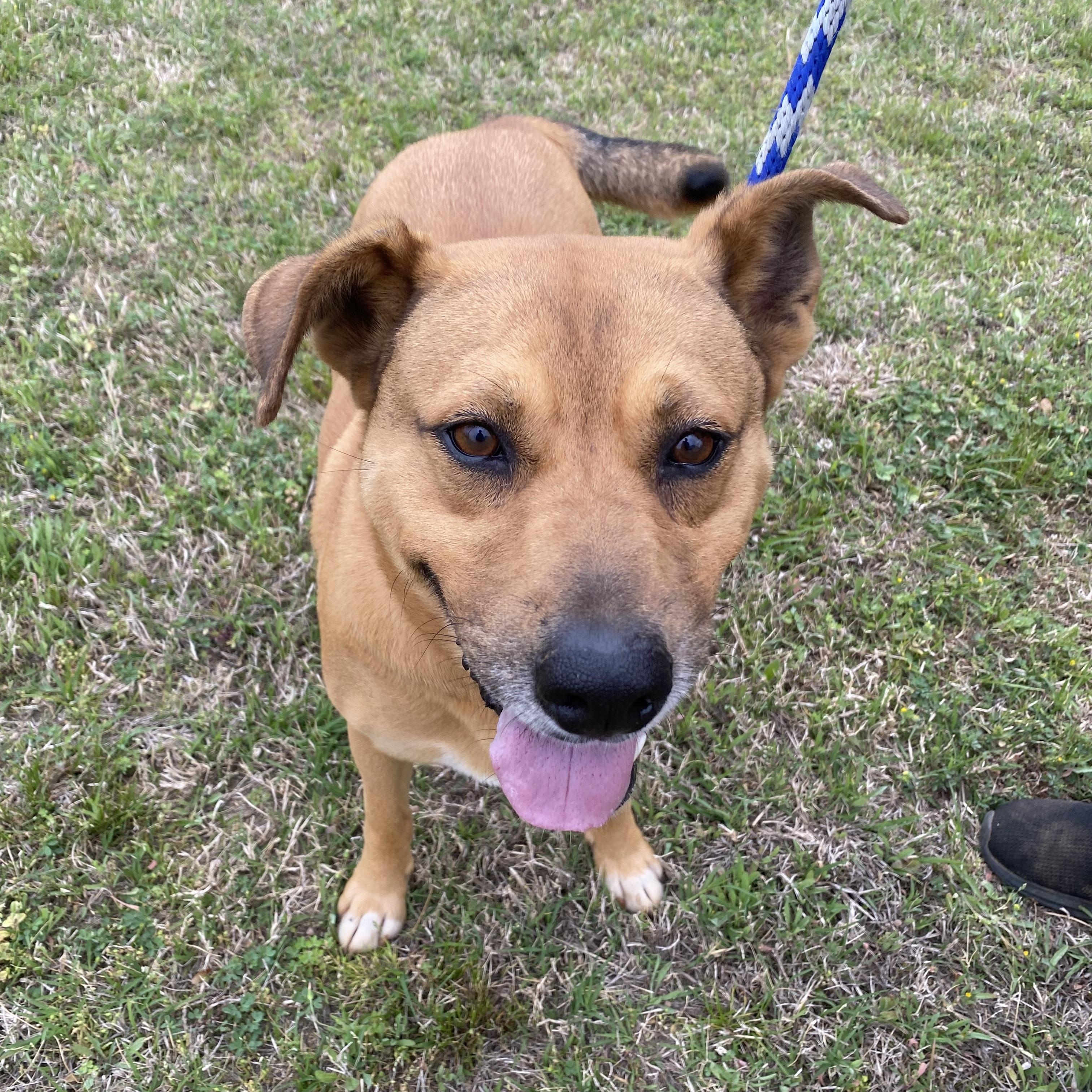 Enlarge Bella, a Adoptable mixed breed in Pembroke, MA image 4/4