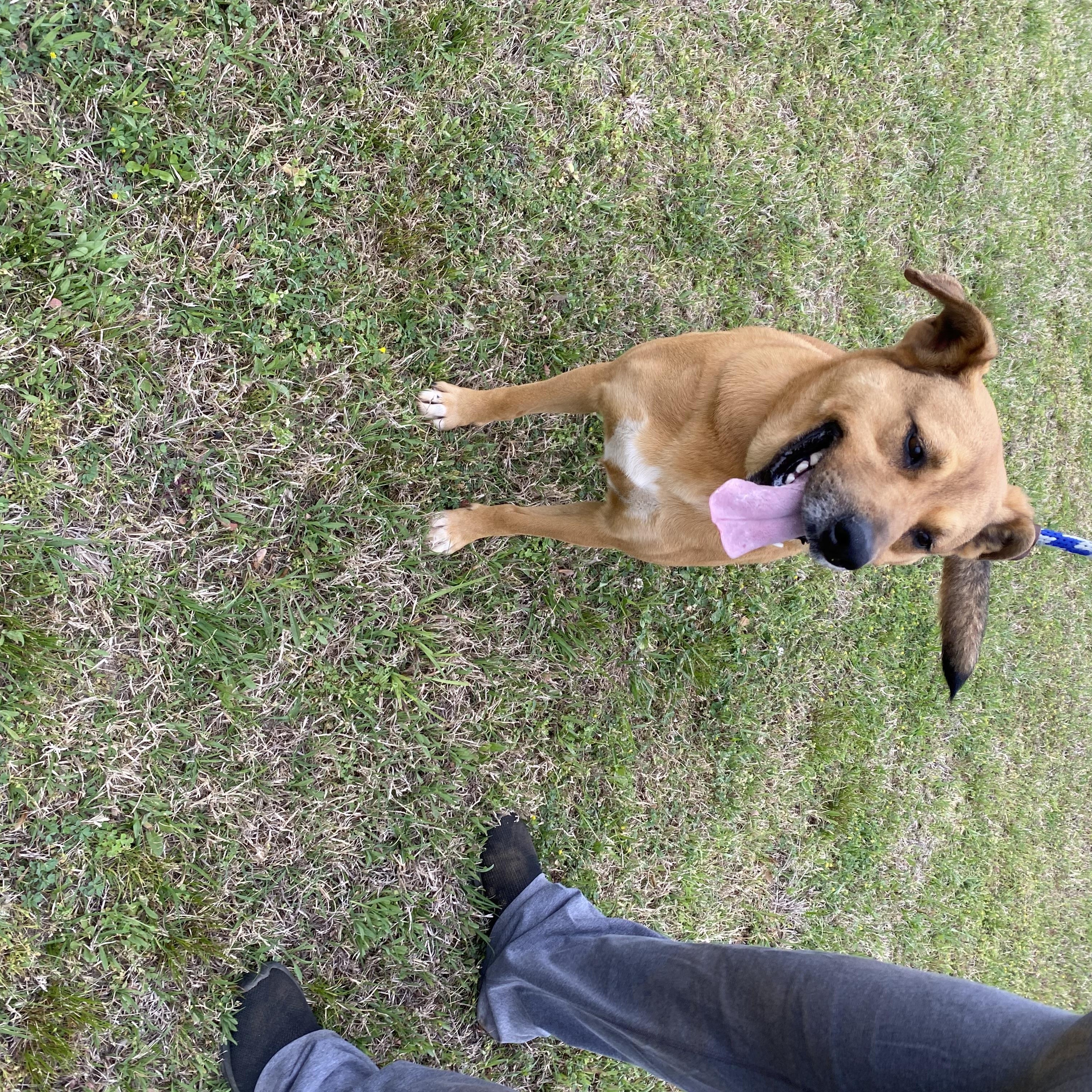 Enlarge Bella, a Adoptable mixed breed in Pembroke, MA image 3/4