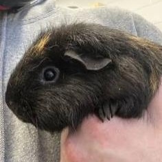 Bonnet ** AVAILABLE 02/22**, ADOPTABLE, Young Female Guinea Pig.