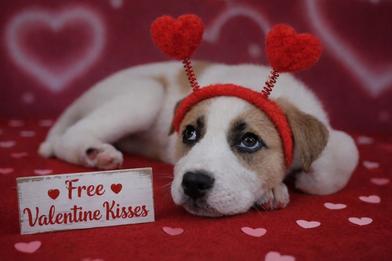 Haze Walker — thumbnail 2