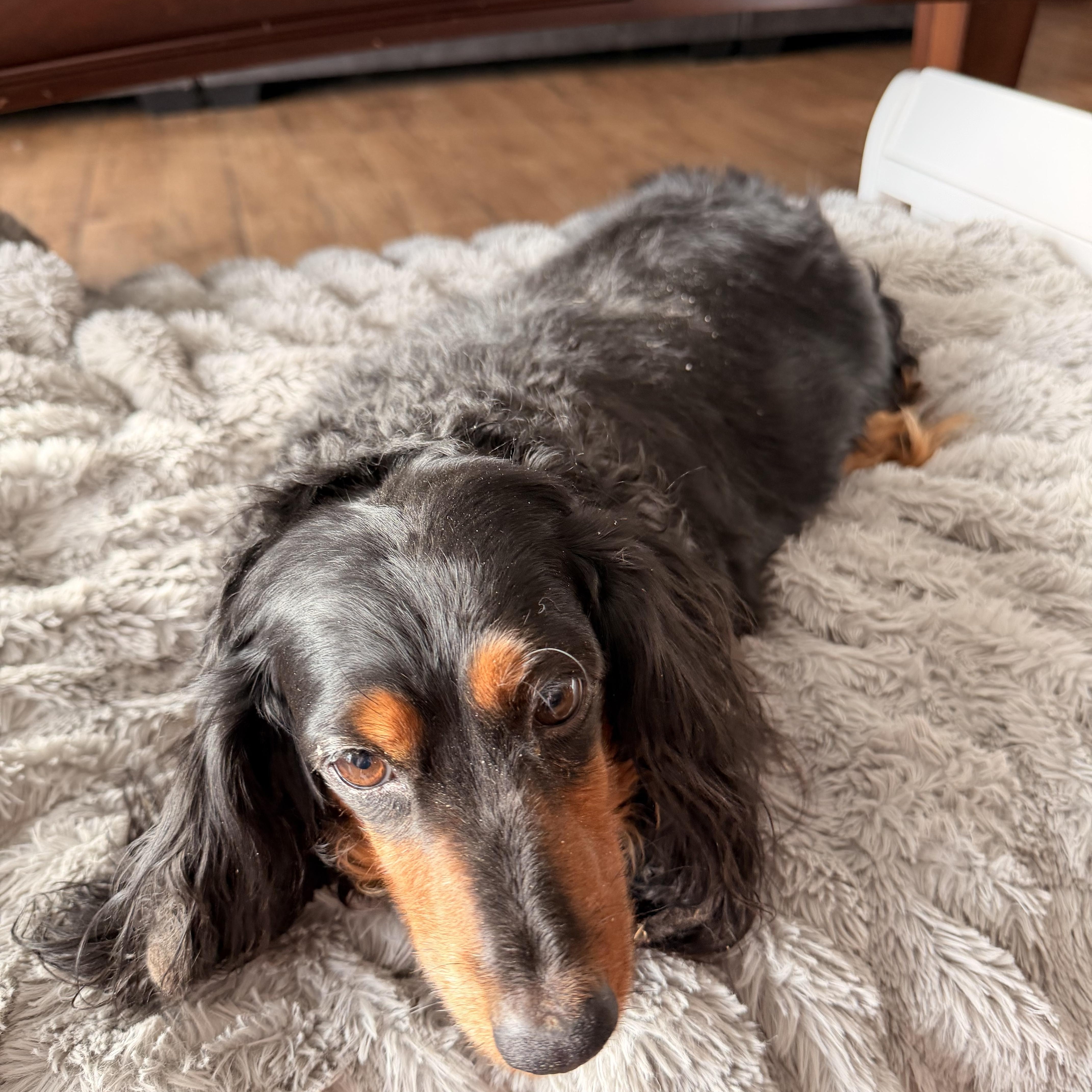 Enlarge Blackie , a ADOPTABLE Dachshund (Miniature Long Haired) in North Freedom, WI image 3/4
