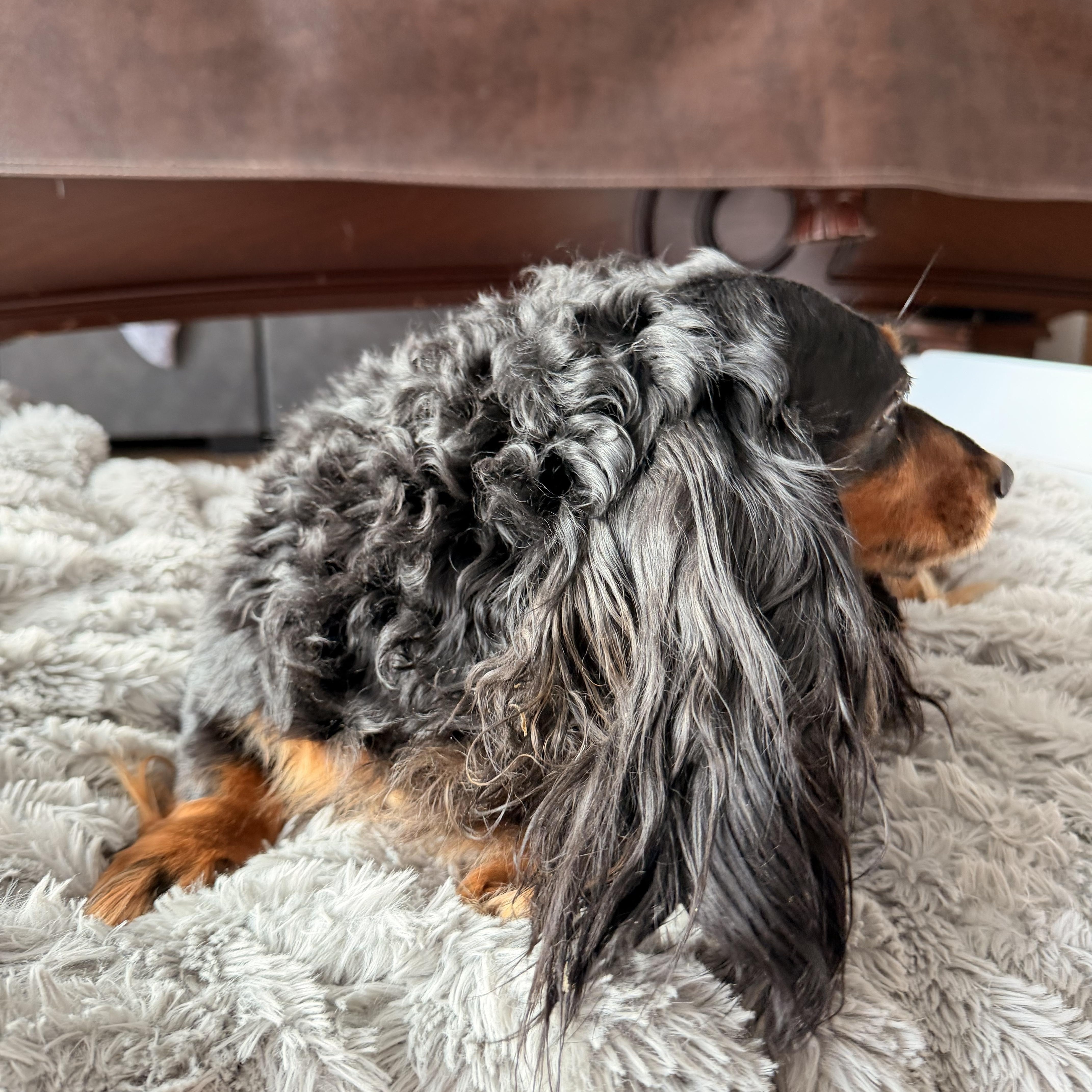Enlarge Blackie , a ADOPTABLE Dachshund (Miniature Long Haired) in North Freedom, WI image 4/4