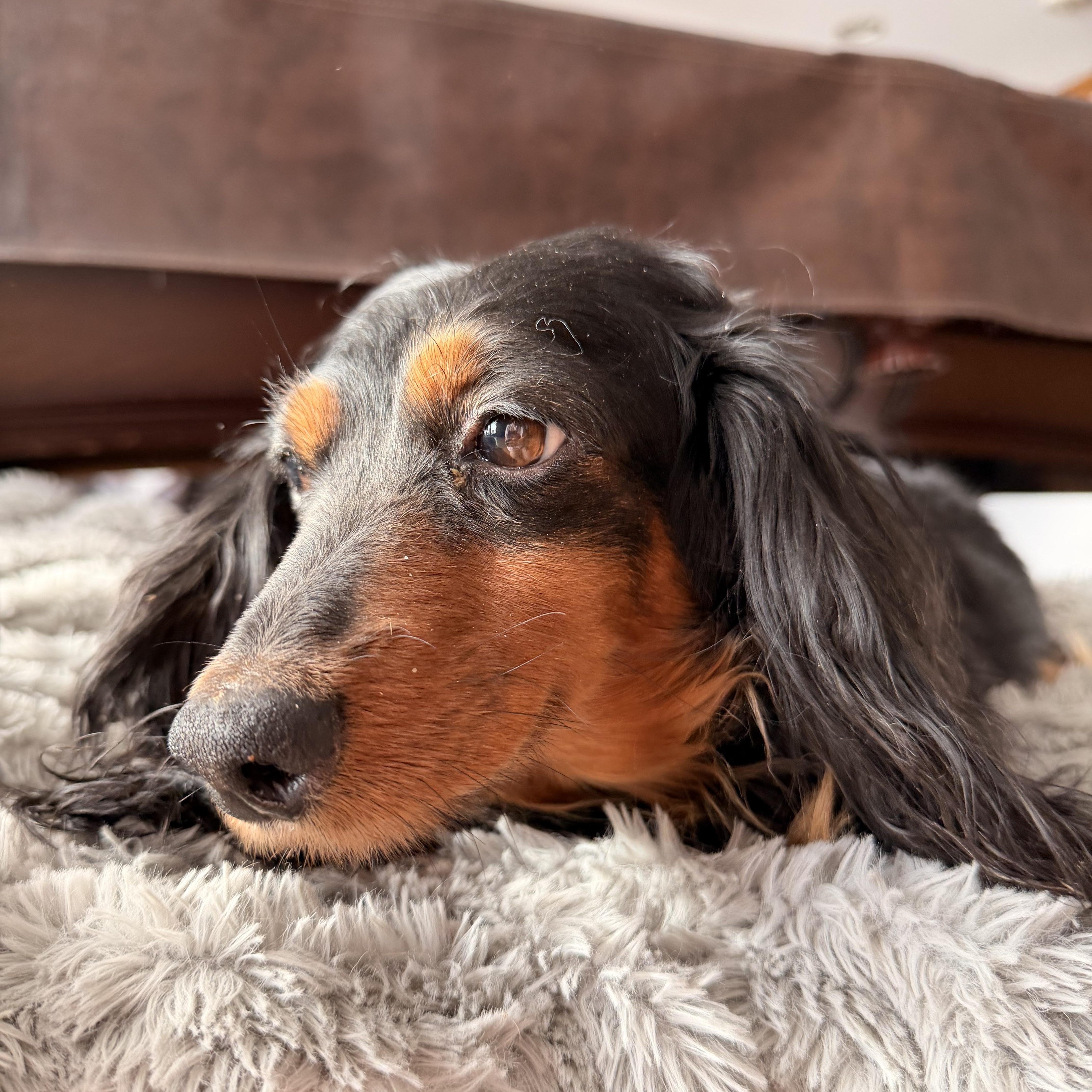 Blackie , ADOPTABLE, Adult Female Dachshund (Miniature Long Haired).