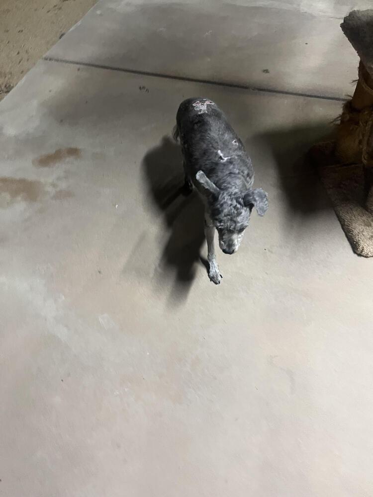 Enlarge Billy, a Adoptable mixed breed in Lancaster, CA image 1/5