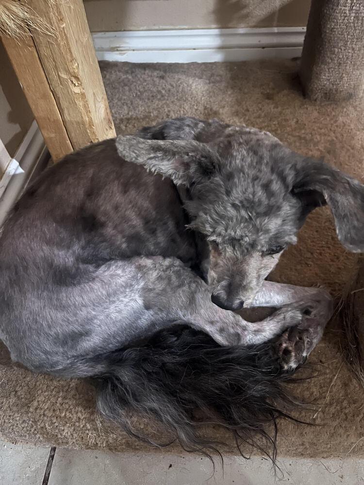 Enlarge Billy, a Adoptable mixed breed in Lancaster, CA image 2/5