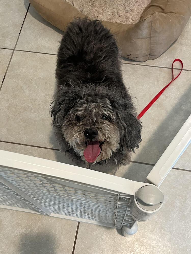 Enlarge Billy, a Adoptable mixed breed in Lancaster, CA image 4/5