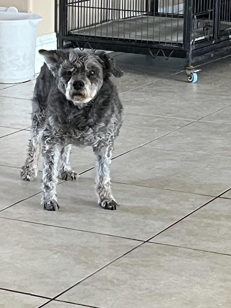 Enlarge Billy, a Adoptable mixed breed in Lancaster, CA image 5/5