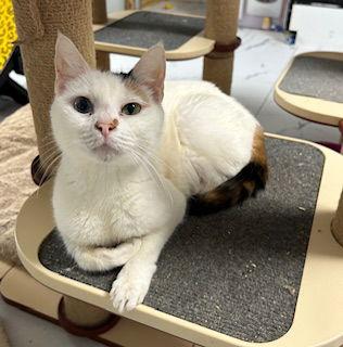 Enlarge Saphire (momma), a Adopted Domestic Short Hair in Saugerties, NY image 1/1