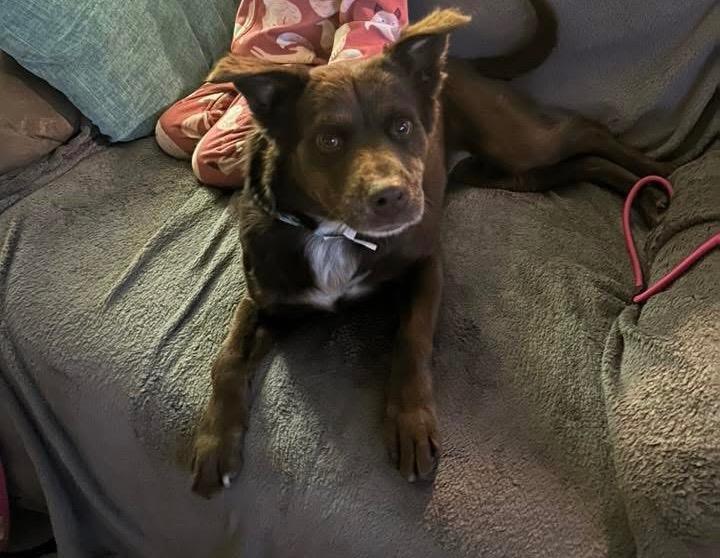 Enlarge Loca, a Adopted mixed breed in Bristol, WI image 1/6