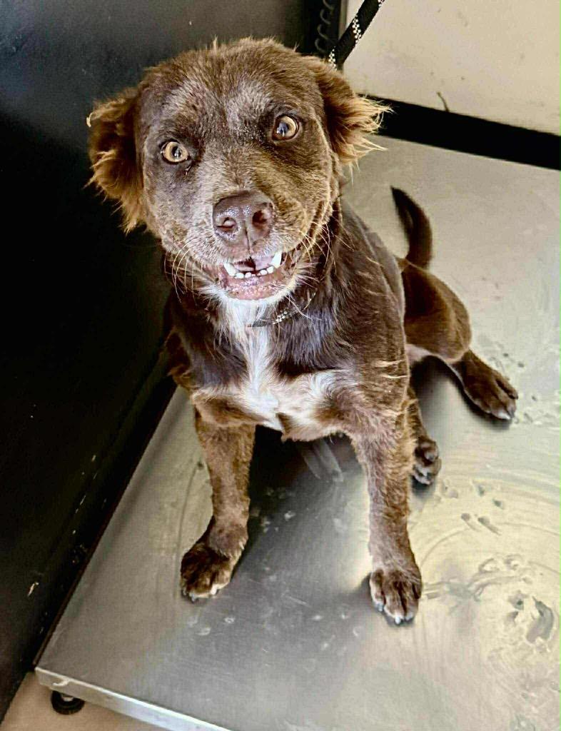 Enlarge Loca, a Adopted mixed breed in Bristol, WI image 3/6