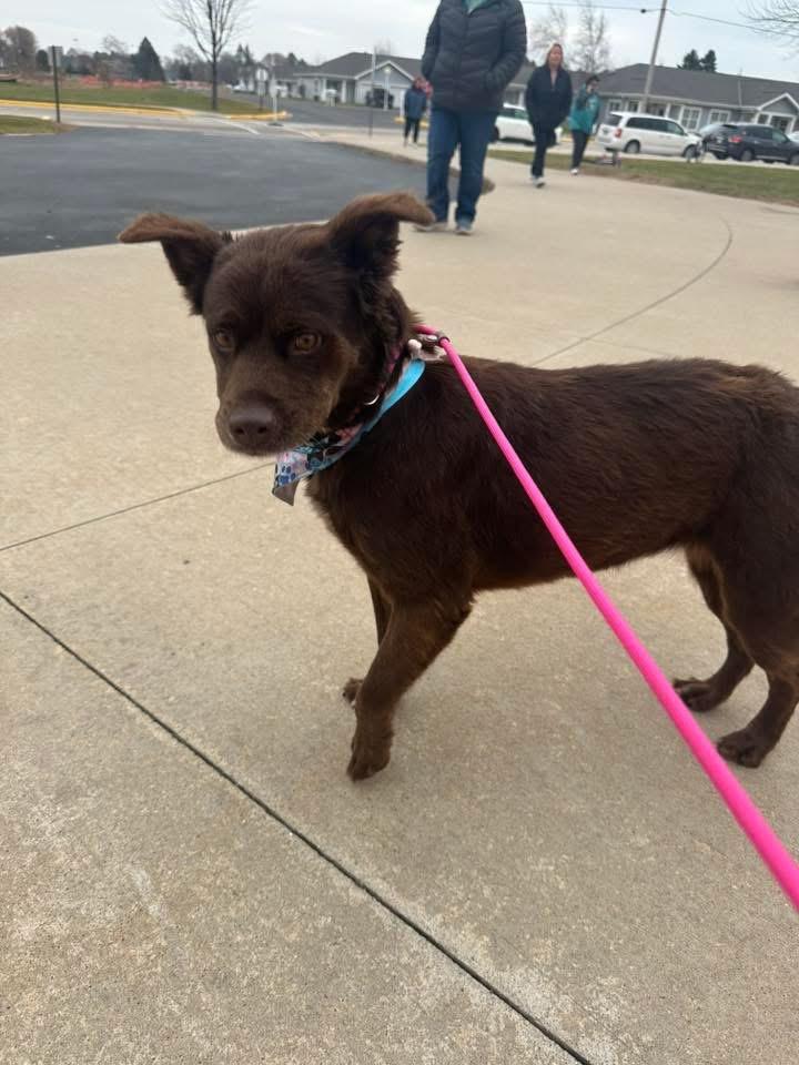 Enlarge Loca, a Adopted mixed breed in Bristol, WI image 4/6