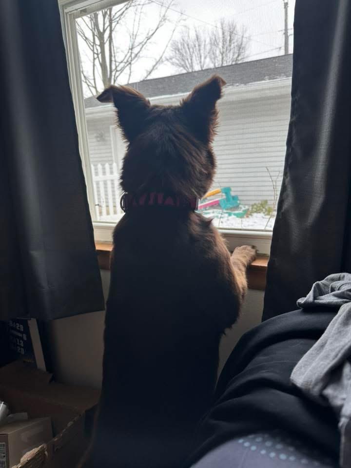 Enlarge Loca, a Adopted mixed breed in Bristol, WI image 5/6