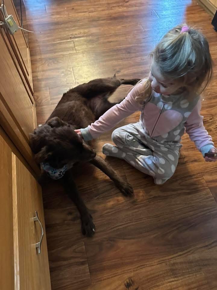 Enlarge Loca, a Adopted mixed breed in Bristol, WI image 6/6