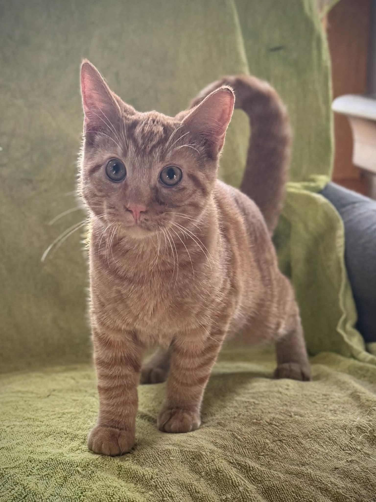 Isaah, Adoptable, Kitten Male Domestic Short Hair.