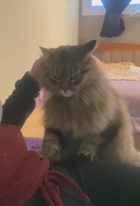 Enlarge Cami, a Adopted Maine Coon in Bridgewater, NJ video 1/6