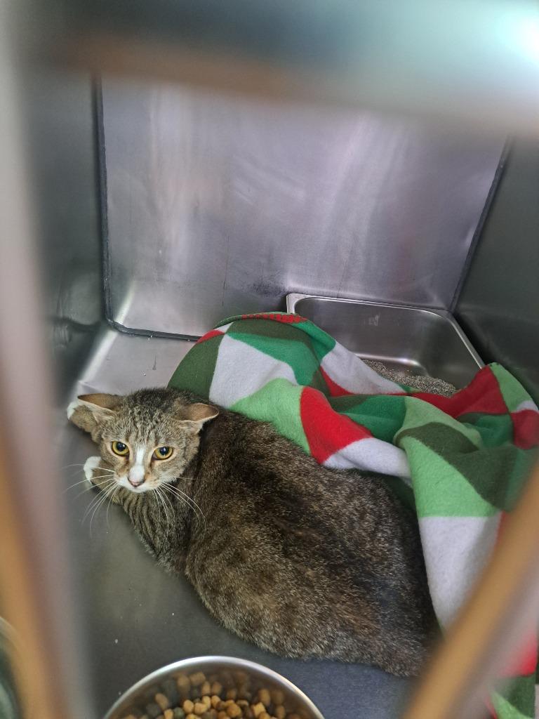 Esme, Adoptable, Young Female Domestic Short Hair.