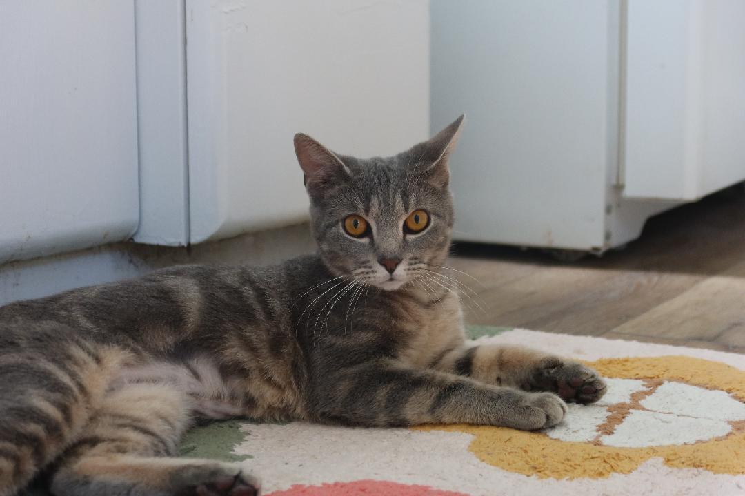 Sapphire, Adoptable, Young Female Domestic Short Hair.