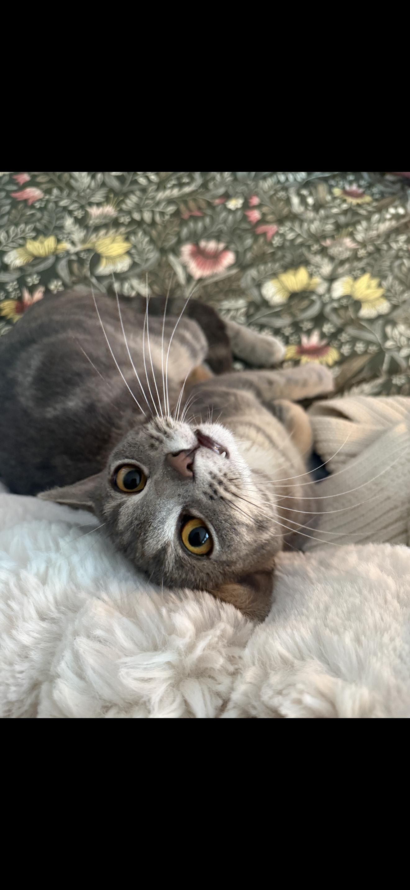 Enlarge Sapphire, a Adoptable Domestic Short Hair in Broomall, PA image 2/3