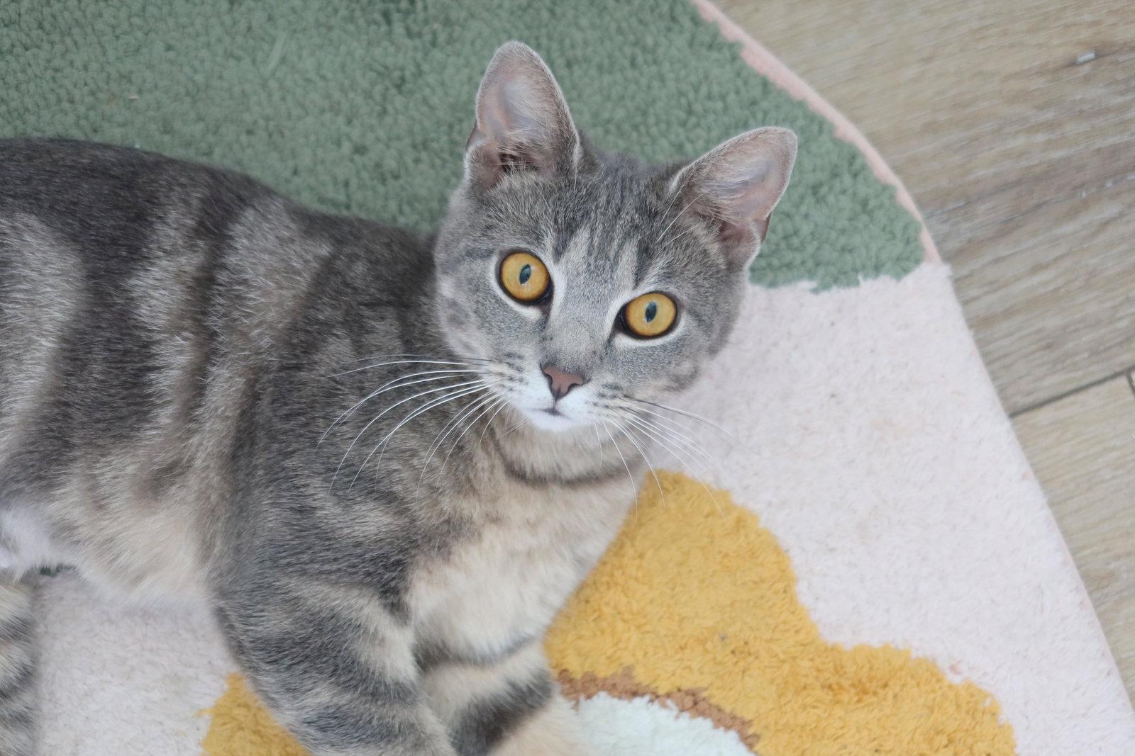 Enlarge Sapphire, a Adoptable Domestic Short Hair in Broomall, PA image 3/3