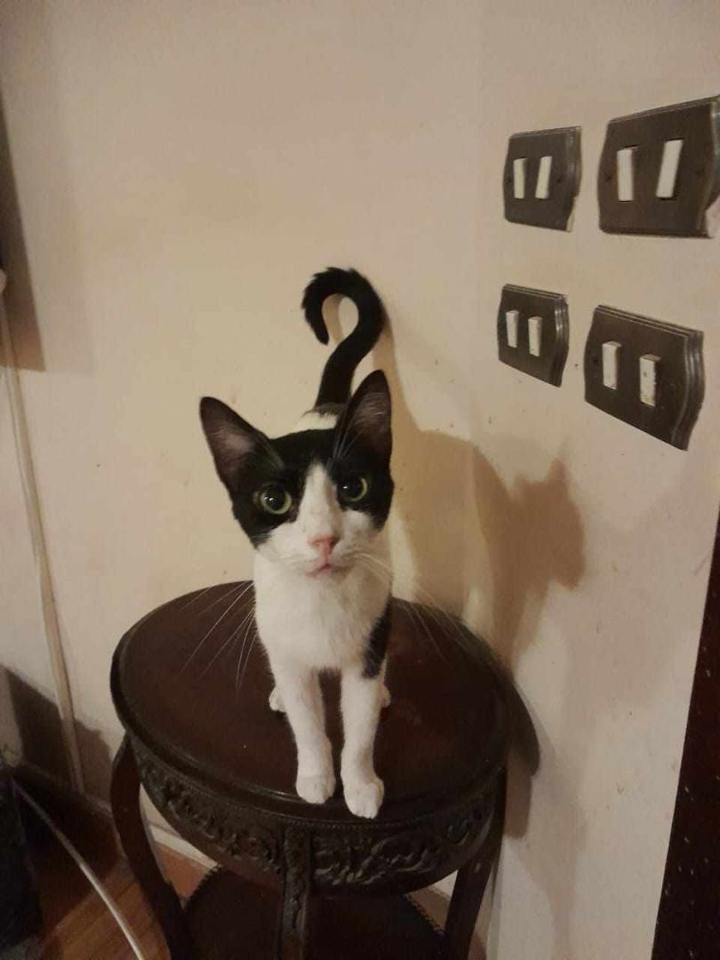 Enlarge Bounty , a Adoptable Domestic Short Hair in New York, NY image 1/17