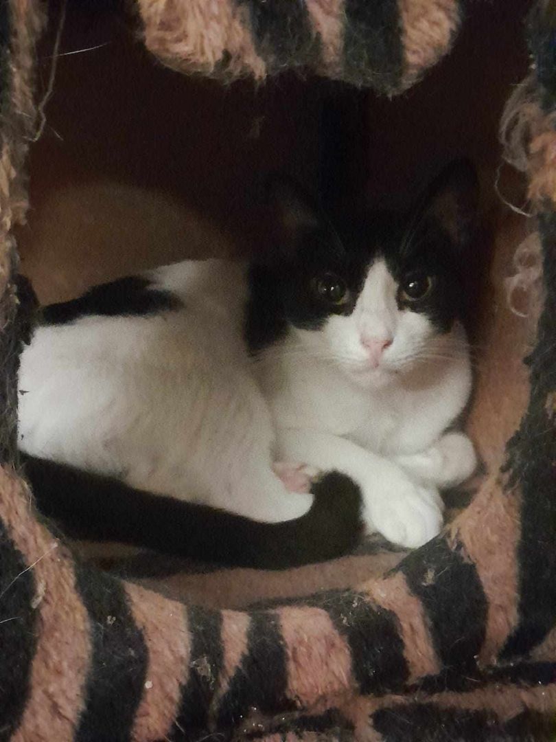 Enlarge Bounty , a Adoptable Domestic Short Hair in New York, NY image 2/17