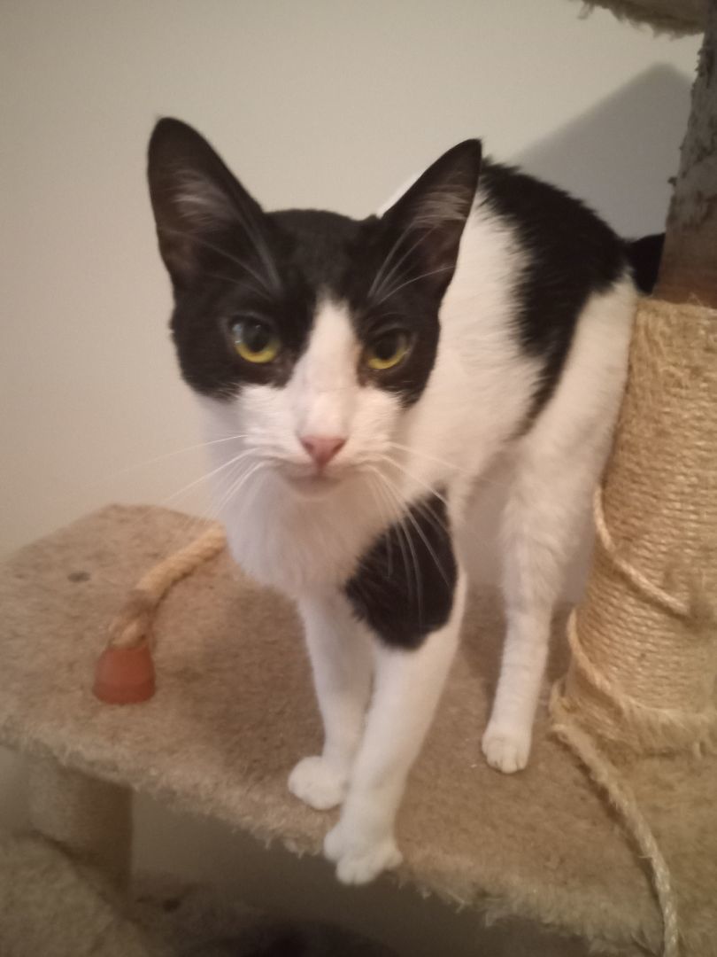 Enlarge Bounty , a Adoptable Domestic Short Hair in New York, NY image 3/17