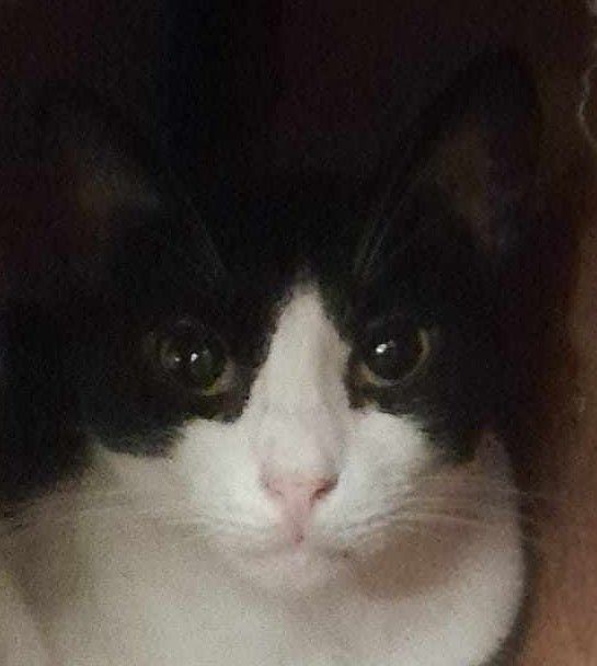 Enlarge Bounty , a Adoptable Domestic Short Hair in New York, NY image 4/17