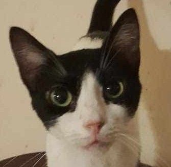 Enlarge Bounty , a Adoptable Domestic Short Hair in New York, NY image 5/17