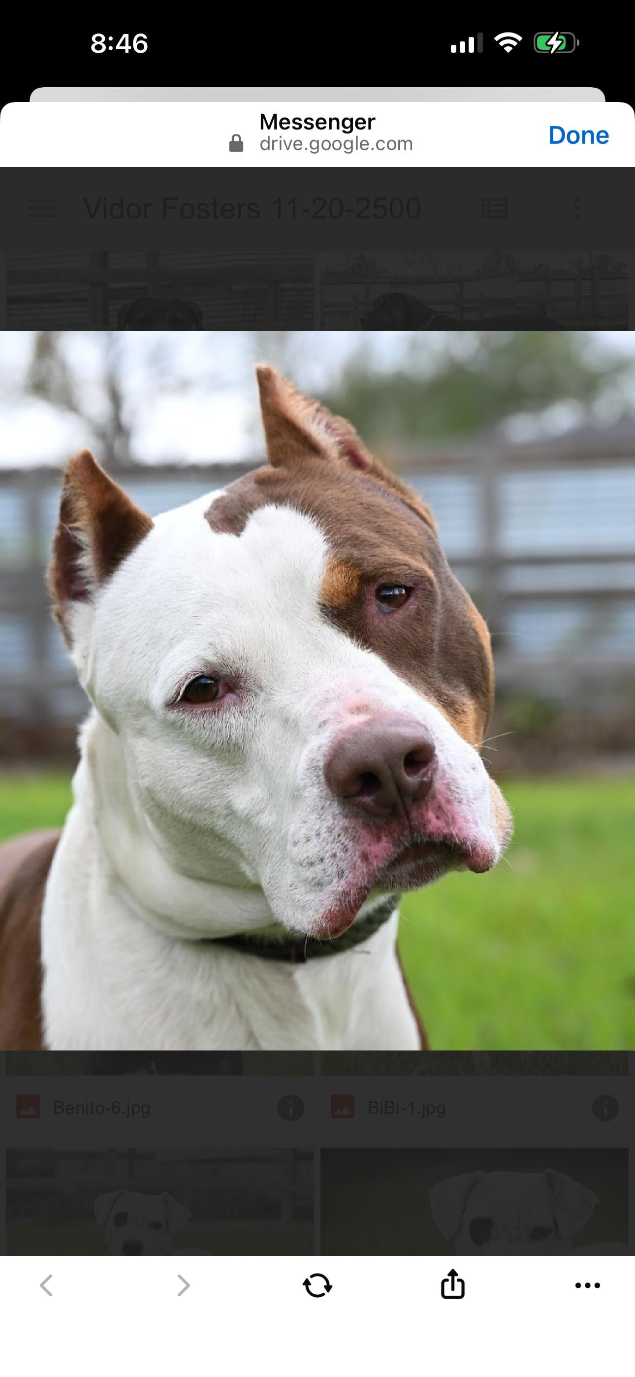 Enlarge Bowie, a ADOPTABLE Staffordshire Bull Terrier in Bronson, TX image 1/4