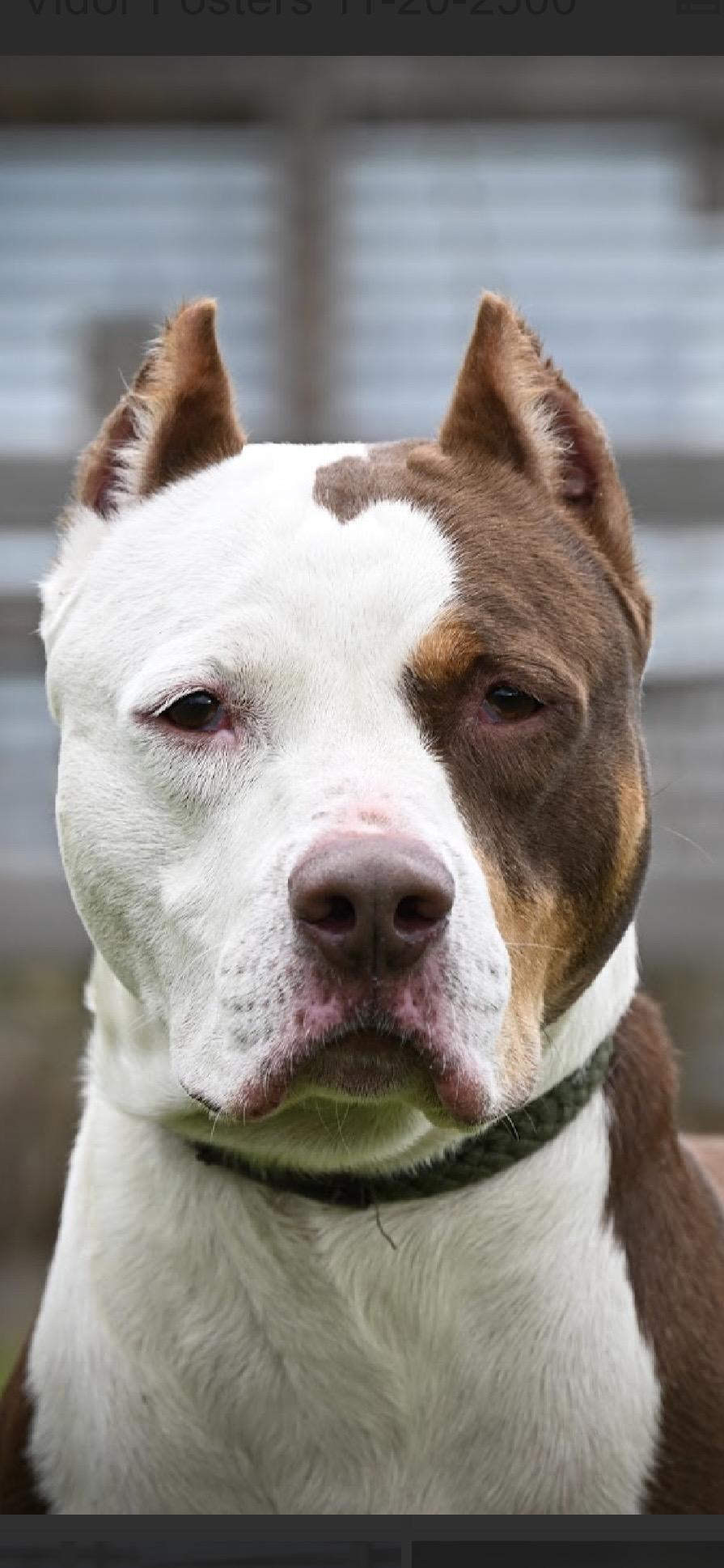 Enlarge Bowie, a ADOPTABLE Staffordshire Bull Terrier in Bronson, TX image 2/4