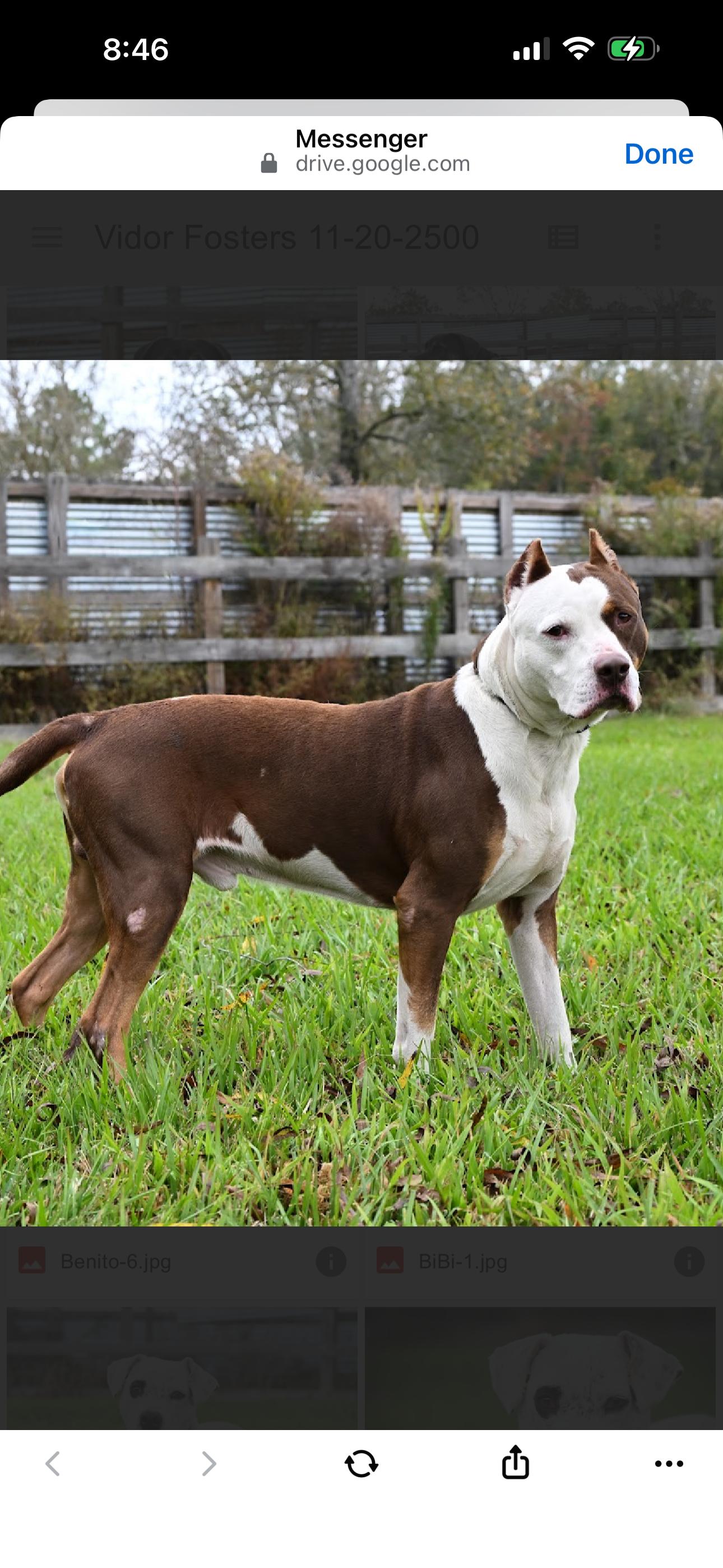 Enlarge Bowie, a ADOPTABLE Staffordshire Bull Terrier in Bronson, TX image 3/4