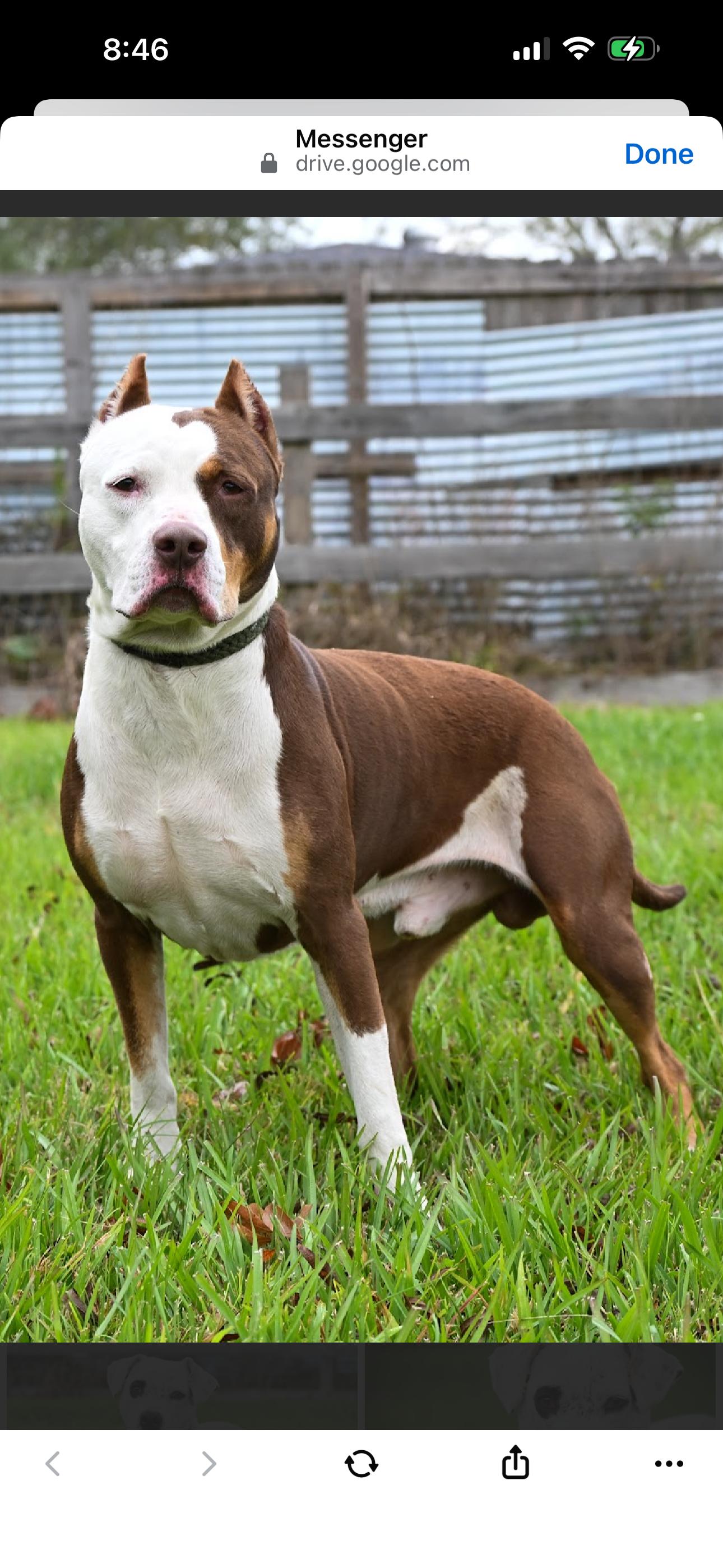 Enlarge Bowie, a ADOPTABLE Staffordshire Bull Terrier in Bronson, TX image 4/4