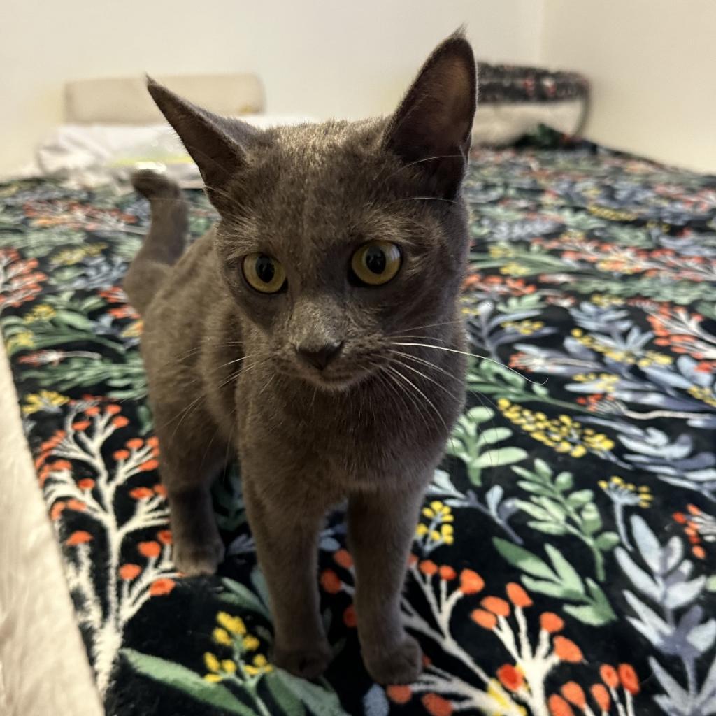 Enlarge Sami, a Adoptable Russian Blue in Long Beach, CA image 1/5