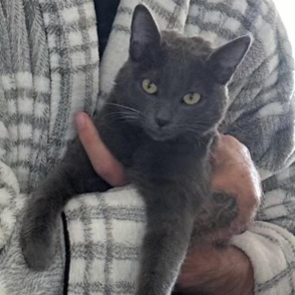 Enlarge Sami, a Adoptable Russian Blue in Long Beach, CA image 2/5