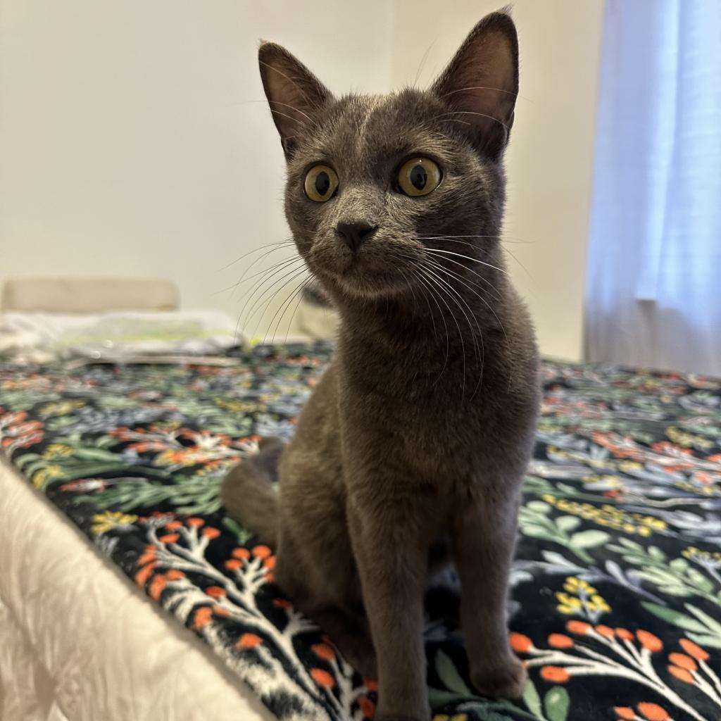 Enlarge Sami, a Adoptable Russian Blue in Long Beach, CA image 3/5