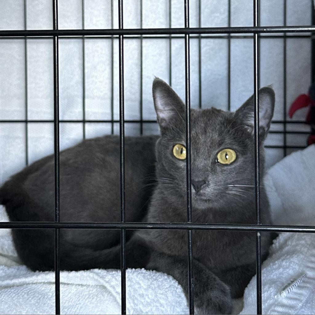 Enlarge Sami, a Adoptable Russian Blue in Long Beach, CA image 4/5
