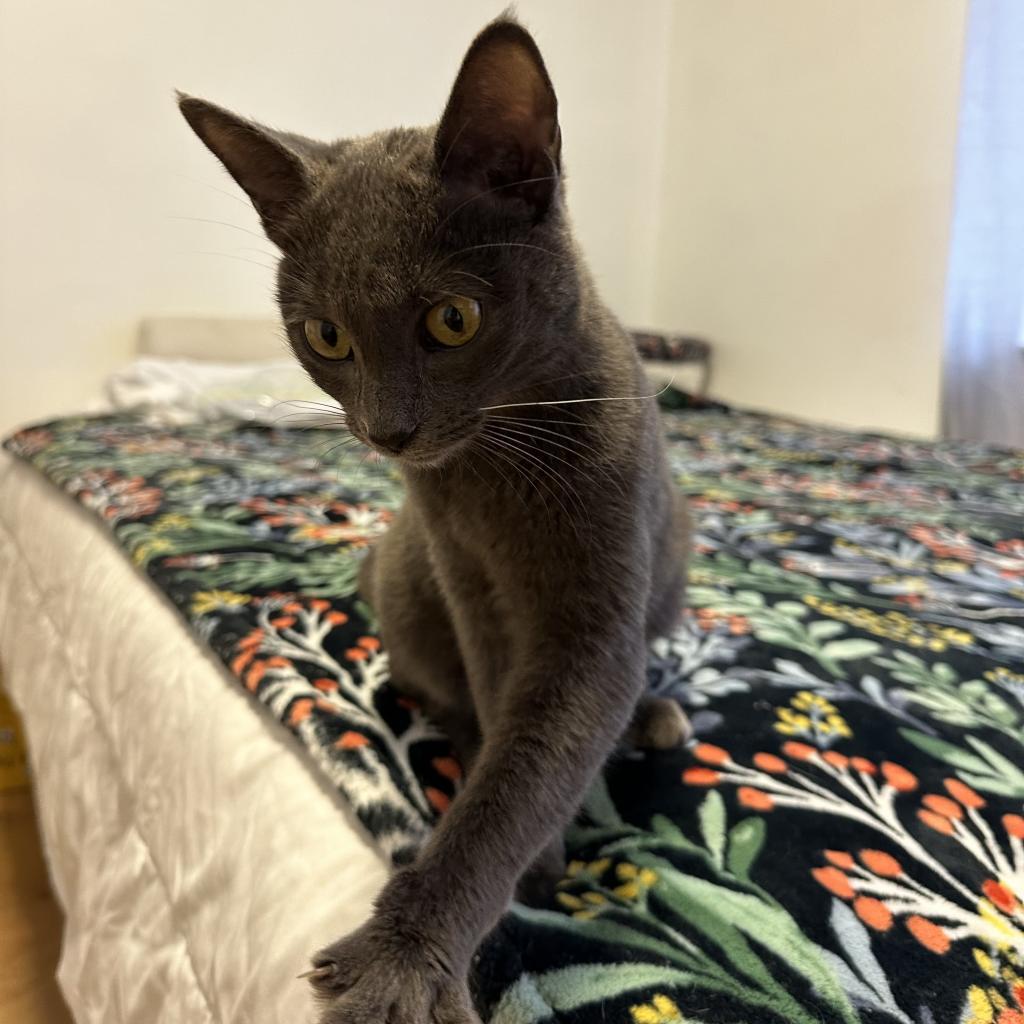 Enlarge Sami, a Adoptable Russian Blue in Long Beach, CA image 5/5