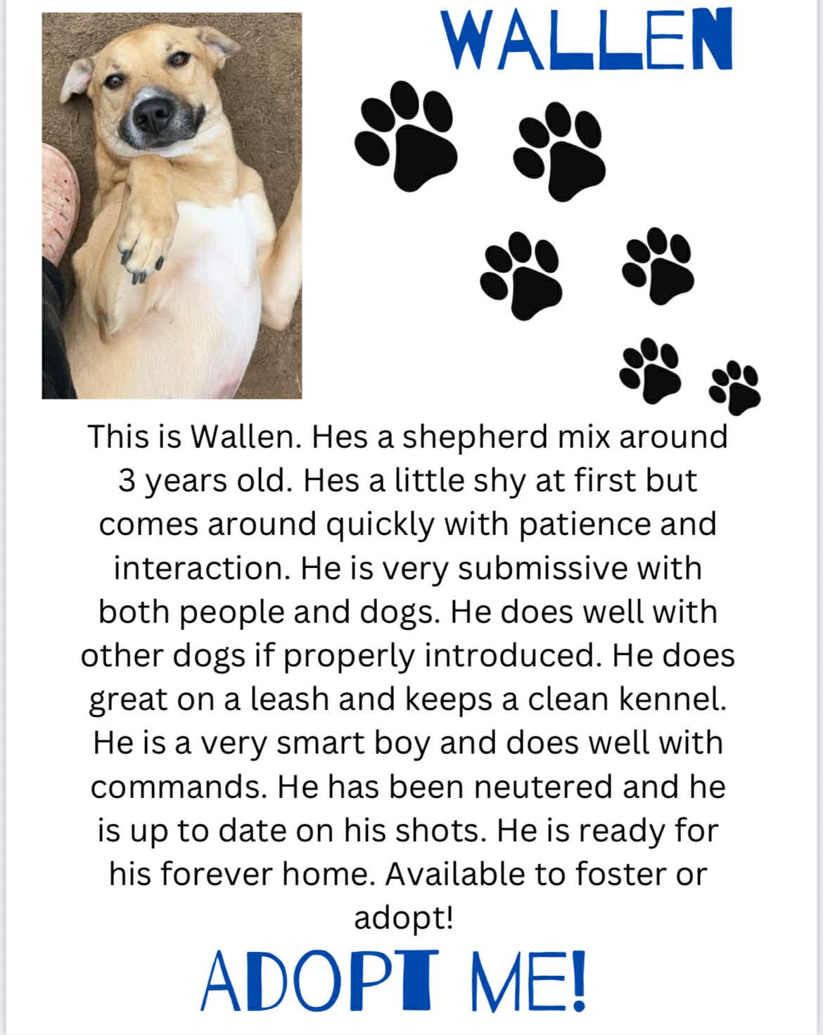 Enlarge Wallen, an adopted mixed breed in Denison, TX image 1/1