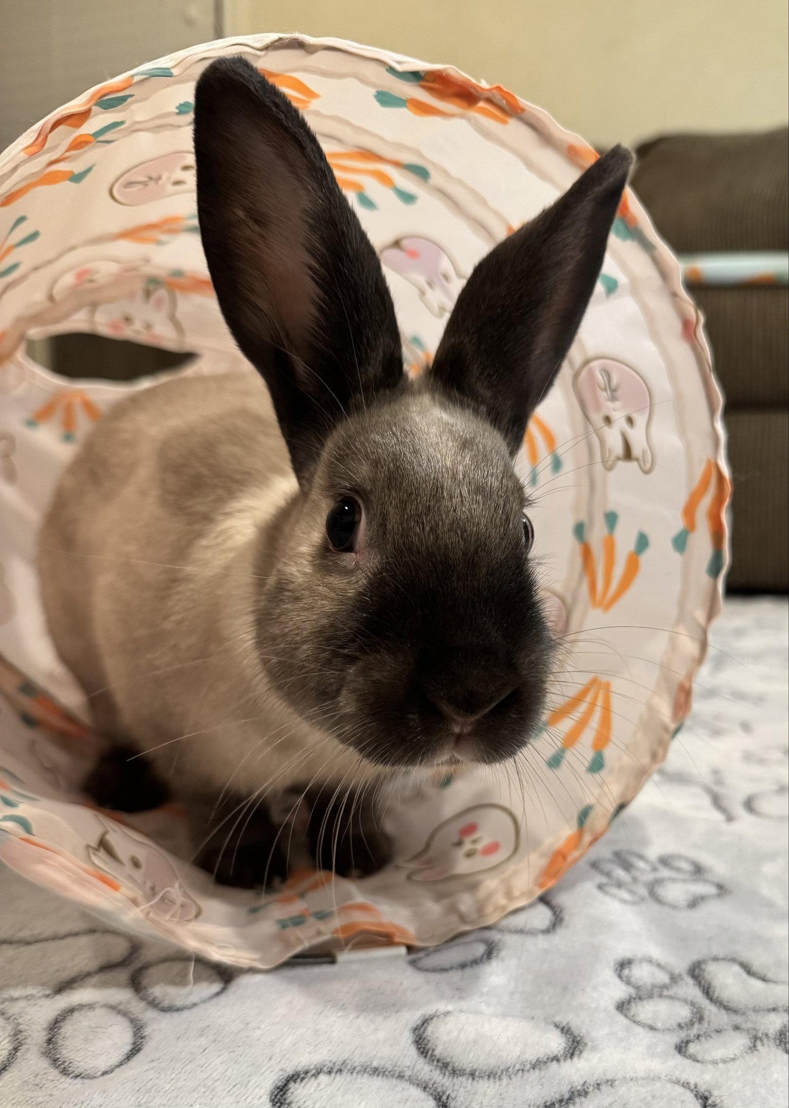 Enlarge Oliver, a Adoptable American Sable in Lakeville, MN image 3/3