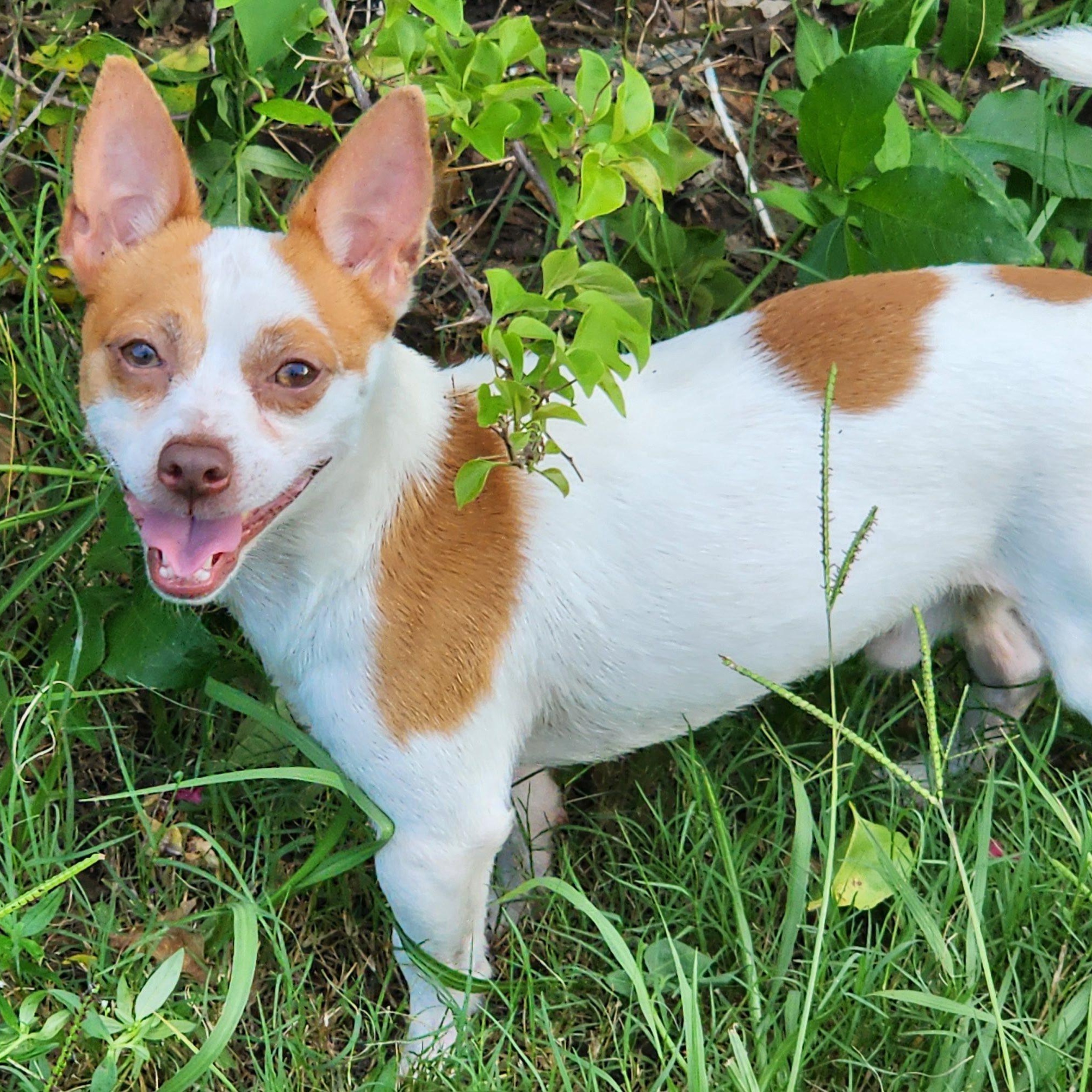 Denzel, a Adoptable mixed breed in Cape Coral, FL image 1/4