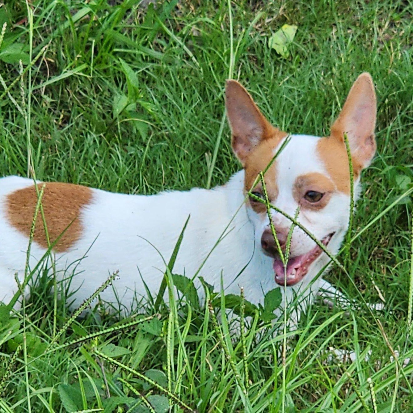 Denzel, a Adoptable mixed breed in Cape Coral, FL image 2/4